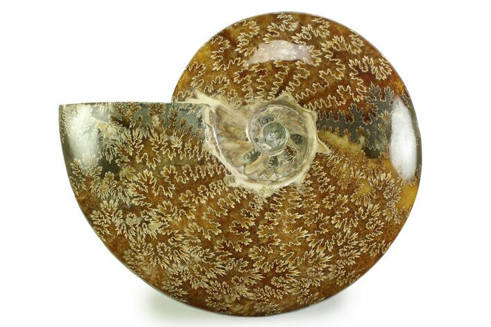 Polished, Agatized Ammonite (Cleoniceras) - Madagascar #328394